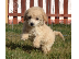 PoulaTo: Κανίς ΒΕΡΥΚΟΚΙ Poodle Κανίς APRICOT 3 μηνών